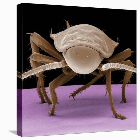 Juvenile Cockroach-null-Premier Image Canvas