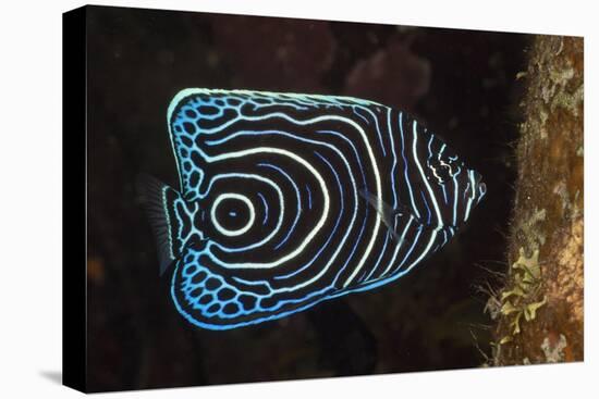 Juvenile Emperor Angelfish (Pomacanthus Imperator), Alam Batu, Bali, Indonesia-Reinhard Dirscherl-Premier Image Canvas
