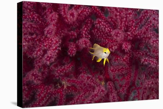 Juvenile Golden Damselfish-Matthew Oldfield-Premier Image Canvas