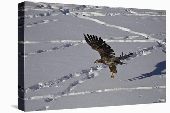 Juvenile Golden Eagle (Aquila Chrysaetos) in Flight over Snow in the Winter-James Hager-Premier Image Canvas