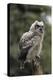 Juvenile Great Horned Owl, Alaska, USA-Gerry Reynolds-Premier Image Canvas