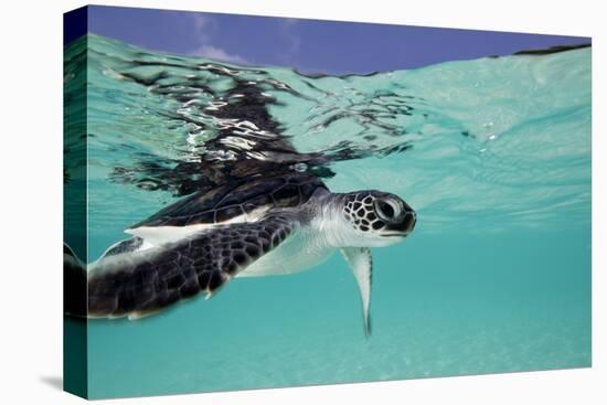 Juvenile Green Sea Turtle (Chelonia Mydas)-Stephen Frink-Premier Image Canvas