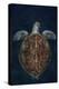 Juvenile Green Turtle (Chelonia Mydas) Armenime Cove, South Tenerife, Canary Island, Atlantic Ocean-Jordi Chias-Premier Image Canvas