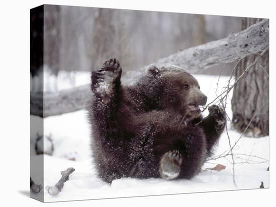 Juvenile Grizzly Plays with Tree Branch in Winter, Alaska, USA-Jim Zuckerman-Premier Image Canvas
