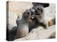 Juvenile Hoary Marmots Wrestling-randimal-Premier Image Canvas