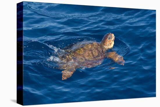 Juvenile Loggerhead Turtle (Caretta Caretta) Swimming with Head Raised Above the Sea Surface-Mick Baines-Premier Image Canvas