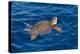 Juvenile Loggerhead Turtle (Caretta Caretta) Swimming with Head Raised Above the Sea Surface-Mick Baines-Premier Image Canvas