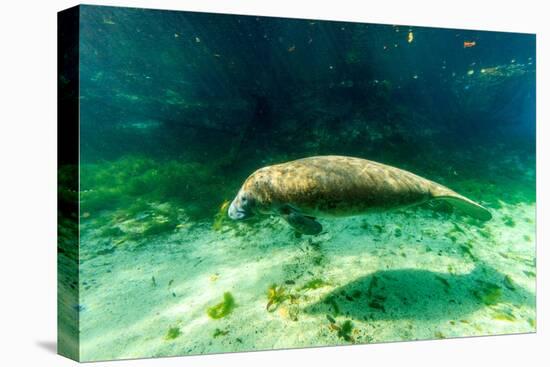 Juvenile Manatee Swimming in Clear Water in Crystal River, Florida-James White-Premier Image Canvas