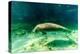 Juvenile Manatee Swimming in Clear Water in Crystal River, Florida-James White-Premier Image Canvas