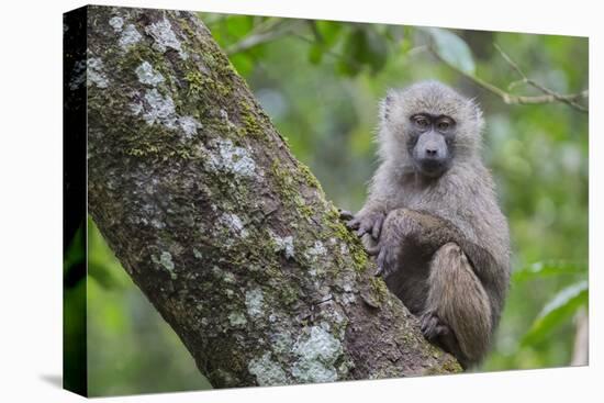 Juvenile olive baboon sitting in tree, Arusha National Park, Tanzania, East Africa, Africa-Ashley Morgan-Premier Image Canvas