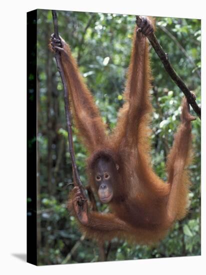 Juvenile Orangutan Swinging Between Branches in Tanjung National Park, Borneo-Theo Allofs-Premier Image Canvas