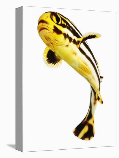 Juvenile Oriental sweetlip fish-Martin Harvey-Premier Image Canvas