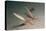 Juvenile Rainbow Wrasses-Reinhard Dirscherl-Premier Image Canvas