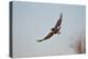 Juvenile Red-Tailed Hawk (Buteo Jamaicensis) in Flight-James Hager-Premier Image Canvas