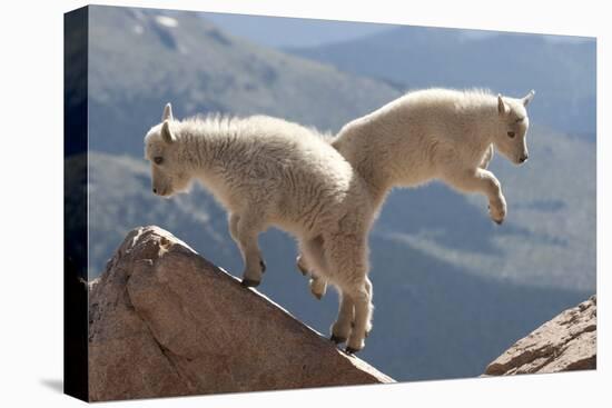 Juvenile Rocky Mountain Goats (Oreamnos Americanus) Playing on the Top of a Rocky Outcrop-Charlie Summers-Premier Image Canvas