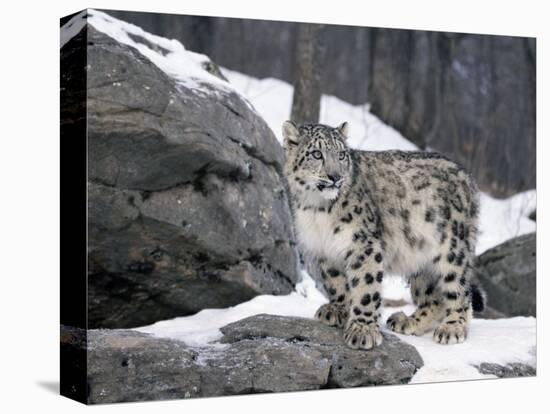 Juvenile Snow Leopard-Lynn M^ Stone-Premier Image Canvas