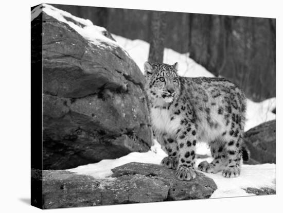 Juvenile Snow Leopard-Lynn M^ Stone-Premier Image Canvas