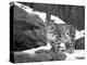 Juvenile Snow Leopard-Lynn M^ Stone-Premier Image Canvas