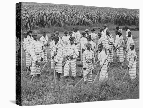 Juvenile Southern Chain Gang Convicts at Work in the Fields, Ca. 1903-null-Stretched Canvas