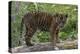 Juvenile Sumatran Tiger (Panthera Tigris Sumatrae), Aged Four Months, Captive-Edwin Giesbers-Premier Image Canvas