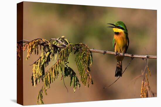 Kafue National Park, Zambia. Portrait Of A Little Bee-Eater (Merops Pusillus)-Karine Aigner-Premier Image Canvas