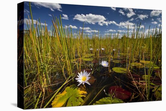 Kafue NP, Zambia. Blue Egyptian Water Lilies Or Sacred Blue Lilies Nymphaea Caerulea-Karine Aigner-Premier Image Canvas