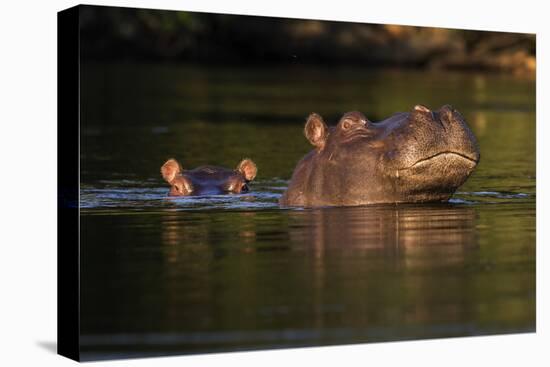 Kafue NP, Zambia, Portrait Of Adult & Juvenile Hippopotamus (Hippopotamus Amphibius), Kafue River-Karine Aigner-Premier Image Canvas