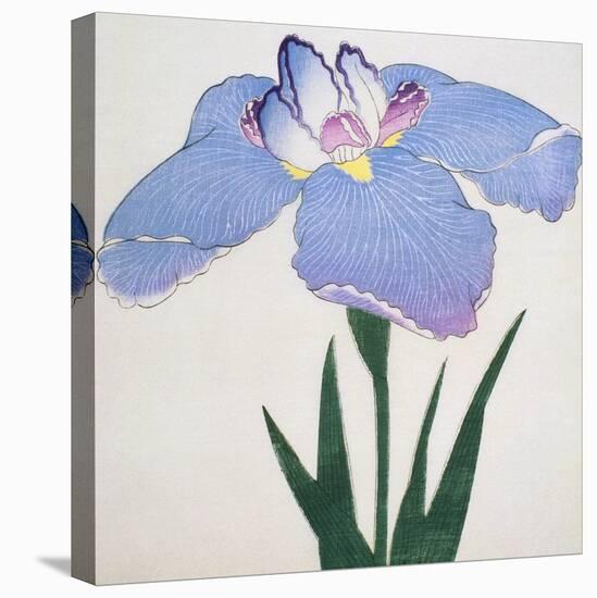 Kaku Jaku Ro Book of a Blue Iris-Stapleton Collection-Premier Image Canvas