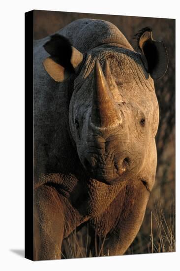 Kalahari Desert of Botswana, South Africa, and Namibia, black rhinoceros.-Art Wolfe-Premier Image Canvas