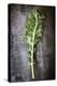 Kale Leaf, Overhead View on Dark Slate-Robyn Mackenzie-Premier Image Canvas