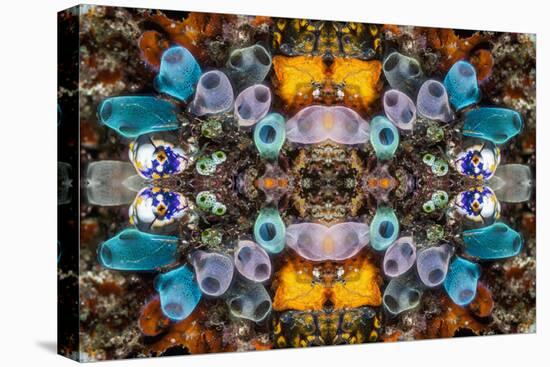 Kaleidoscopic image of Tunicates including Golden seasquirt, North Sulawesi, Indonesia-Georgette Douwma-Premier Image Canvas