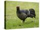 Kalij pheasant, Lophura leucomelanos, Volcano National Park, Hawaii-Maresa Pryor-Premier Image Canvas