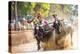 Kambala, Traditional Buffalo Racing, Kerala, India-Peter Adams-Premier Image Canvas