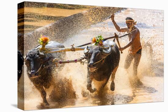 Kambala, Traditional Buffalo Racing, Kerala, India-Peter Adams-Premier Image Canvas