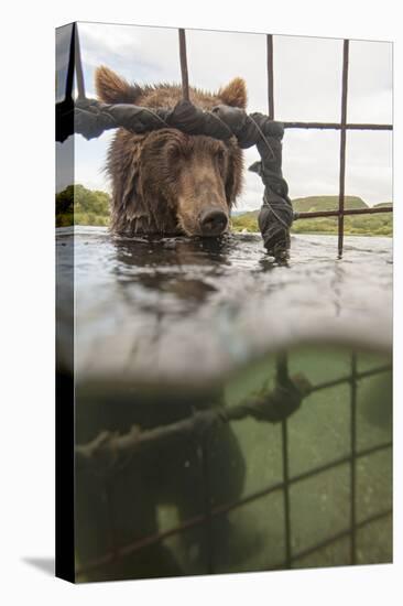 Kamchatka Brown Bear (Ursus Arctos Beringianus) In River, Taken From Protective Cage, Kamchatka-Sergey Gorshkov-Premier Image Canvas