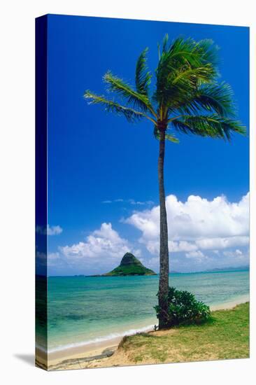 Kaneohe Bay Palm Tree, Hawaii-George Oze-Premier Image Canvas