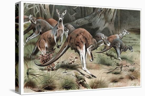 Kangaroo by Alfred Edmund Brehm-Stefano Bianchetti-Premier Image Canvas