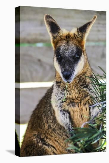 Kangaroo Eating and Looking at the Camera, Queensland, Australia Pacific-Noelia Ramon-Premier Image Canvas