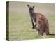 Kangaroo Island Grey Kangaroo (Macropus Fuliginosus) With Joey, Kelly Hill Conservation, Australia-Thorsten Milse-Premier Image Canvas