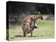 Kangaroo Island Grey Kangaroo with Joey in Pouch, Kelly Hill Conservation, Australia-Thorsten Milse-Premier Image Canvas