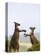 Kangaroo Island Grey Kangaroos (Macropus Fuliginosus), Lathami Conservation Park, Australia-Thorsten Milse-Premier Image Canvas