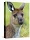 Kangaroo Island Kangaroo, (Macropus Fuliginosus), Flinders Chase N.P., South Australia, Australia-Thorsten Milse-Premier Image Canvas