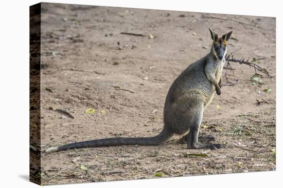 Kangaroo (macropods), Lone Pine Sanctuary, Brisbane, Queensland, Australia, Pacific-Michael Runkel-Premier Image Canvas