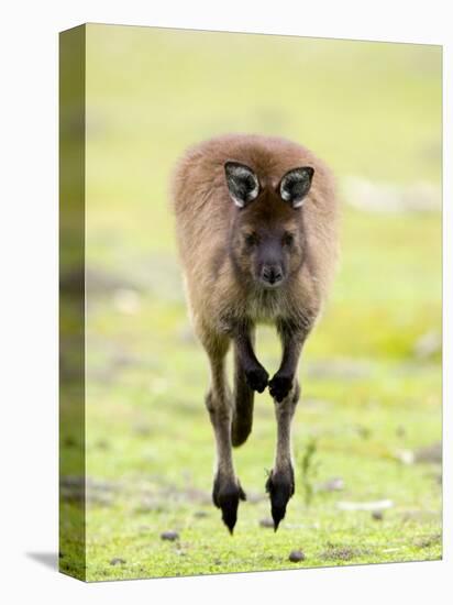 Kangaroo, (Macropus Fuliginosus), Flinders Chase N.P., Kangaroo Island, South Australia, Australia-Thorsten Milse-Premier Image Canvas