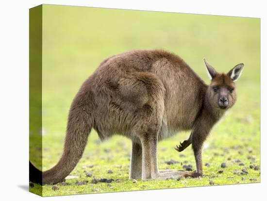 Kangaroo (Macropus Fuliginosus Fuliginosus), Kangaroo Island, South Australia, Australia, Pacific-Thorsten Milse-Premier Image Canvas