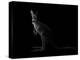 Kangaroo Standing in the Dark with Spotlight-Anan Kaewkhammul-Premier Image Canvas