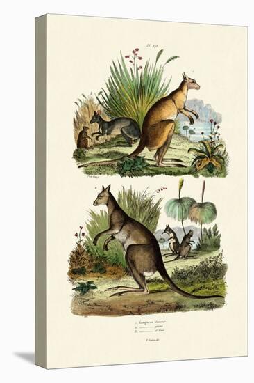 Kangaroos, 1833-39-null-Premier Image Canvas