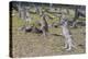 Kangaroos (macropods), Lone Pine Sanctuary, Brisbane, Queensland, Australia, Pacific-Michael Runkel-Premier Image Canvas