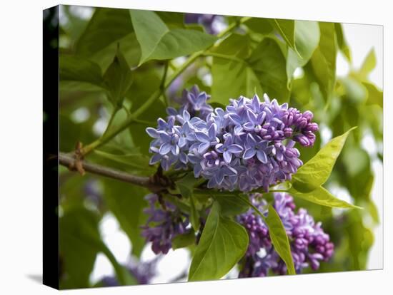 Karen's Lilac-George Johnson-Premier Image Canvas