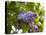 Karen's Lilac-George Johnson-Premier Image Canvas